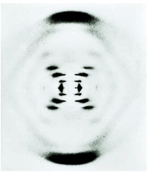 Hình 36.24: Nhà khoa học người Anh Rosalind Franklin đã chụp bức ảnh nhiễu xạ tia X đột phá này của ADN vào năm 1953. Các dải sẫm màu sắp xếp theo hình chữ X đã cung cấp bằng chứng đầu tiên về cấu trúc xoắn của phân tử ADN.