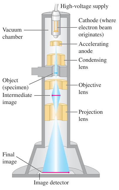 Hình 39.5: Sơ đồ nguyên lý kính hiển vi electron truyền qua (TEM). Chùm electron phát ra từ catôt nung nóng, được gia tốc qua điện áp cao từ 40 kV đến 400 kV rồi đi qua thấu kính từ hội tụ trước khi xuyên qua mẫu vật mỏng (độ dày từ 10 nm đến 100 nm). Hệ thấu kính từ gồm vật kính và thấu kính chiếu tạo ảnh phóng đại trên màn huỳnh quang hoặc đầu ghi nhận ảnh trong buồng chân không.