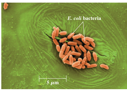 Hình 39.6: Ảnh chụp bằng kính hiển vi electron quét (SEM) hiển thị các vi khuẩn Escherichia coli tập trung dày đặc trong lỗ khí khổng của lá cây. Kính hiển vi electron quét tạo độ tương phản ba chiều rõ nét của cấu trúc vi mô bề mặt.