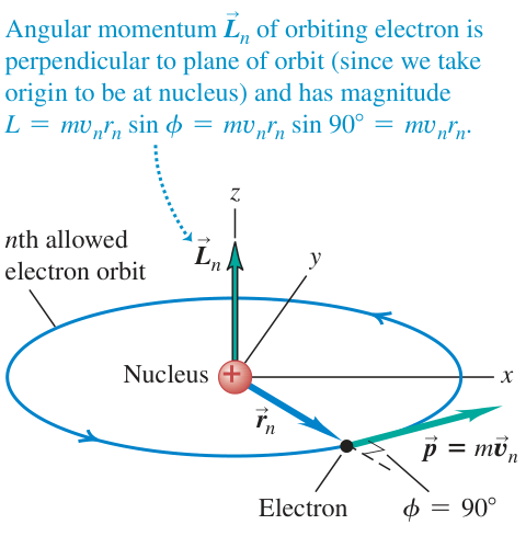 Hình 39.21: Xác định mômen động lượng Ln của electron chuyển động tròn quanh hạt nhân nguyên tử. Vectơ Ln vuông góc với mặt phẳng quỹ đạo và có độ lớn Ln = m vn rn.
