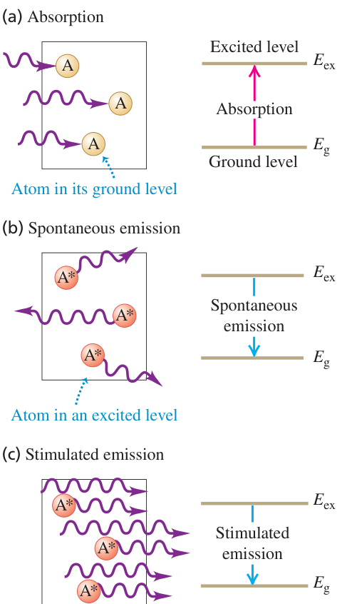 Hình 39.28: Ba quá trình tương tác cơ bản giữa nguyên tử và ánh sáng. (a) Quá trình hấp thụ photon. (b) Quá trình phát xạ tự phát với hướng và pha ngẫu nhiên. (c) Quá trình phát xạ kích thích tạo ra hai photon kết hợp về tần số, pha, hướng truyền và trạng thái phân cực.