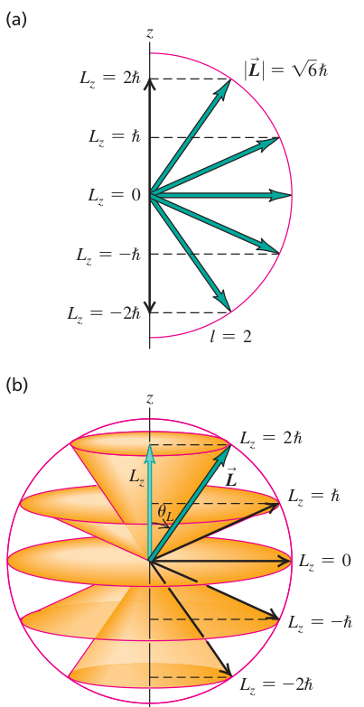 Hình 41.06: (a) Khi , độ lớn của vector mômen động lượng là , nhưng vector không có hướng xác định trong không gian. Khi thành phần đạt cực đại , tạo với trục một góc cực tiểu . (b) Các hình nón biểu diễn tập hợp các hướng khả dĩ của ứng với các giá trị khác nhau của .