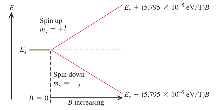 Hình 41.18: Mức l = 0 của một electron đơn lẻ bị tách đôi do tương tác của mômen từ spin với từ trường ngoài.