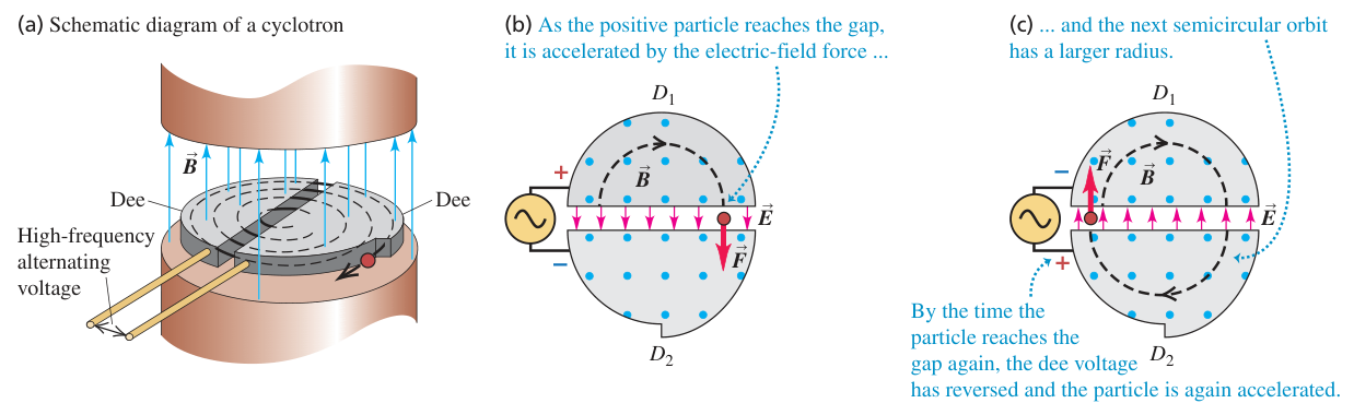 Hình 44.06: Sơ đồ cấu tạo và nguyên lý hoạt động của máy gia tốc cyclotron: (a) Hai hộp rỗng hình chữ D (đi-xơ) đặt trong từ trường đều vuông góc, (b) Hạt mang điện tích dương được tăng tốc qua khe hẹp bởi lực điện trường, (c) Quỹ đạo nửa đường tròn tiếp theo có bán kính lớn hơn. Khi hạt quay lại khe hẹp, điện áp đổi chiều và hạt tiếp tục được gia tốc.