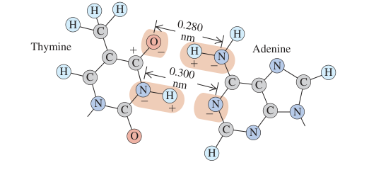 Hình E21.18: Liên kết thymine–adenine với khoảng cách 0,280 và 0,300 nanômét