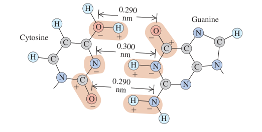 Hình E21.19: Liên kết cytosine–guanine với ba tổ hợp điện tích