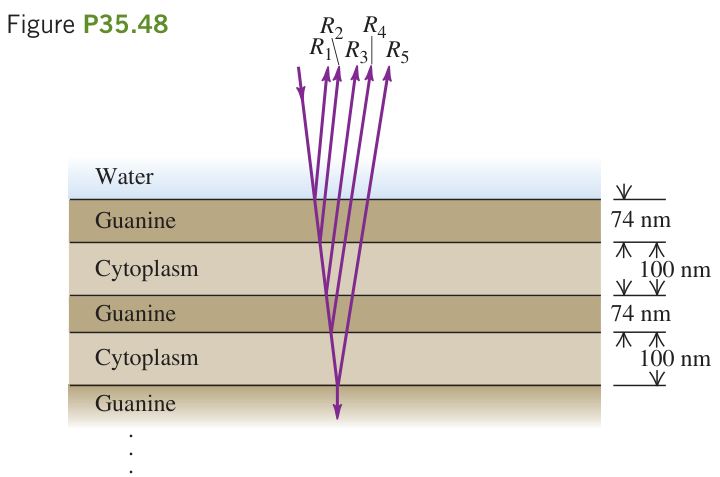 Hình P 35.48: Các phản xạ R 1–R 5 ở những mặt phân cách guanine và tế bào chất. Hai bề dày quang học gần bằng nhau.