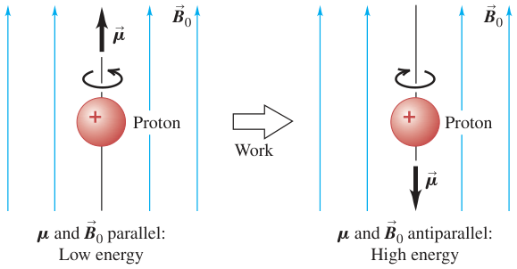 Trạng thái spin của proton trong từ trường ngoài: Song song có năng lượng thấp, ngược chiều có năng lượng cao.