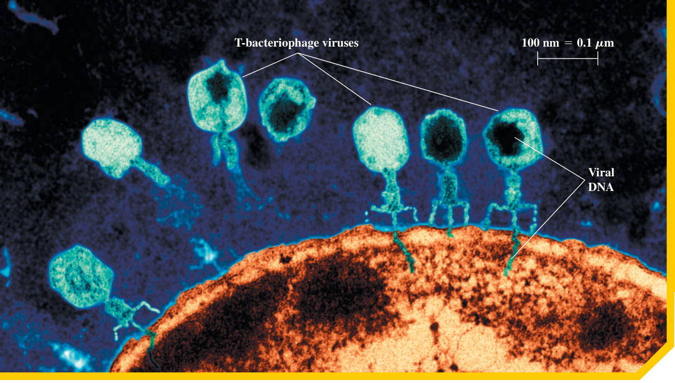 Mở đầu: Ảnh hiển vi electron cho thấy các thực khuẩn thể bám trên vi khuẩn và ADN của virus. Thước tỉ lệ dài 100 nm, bằng 0,1 µm.