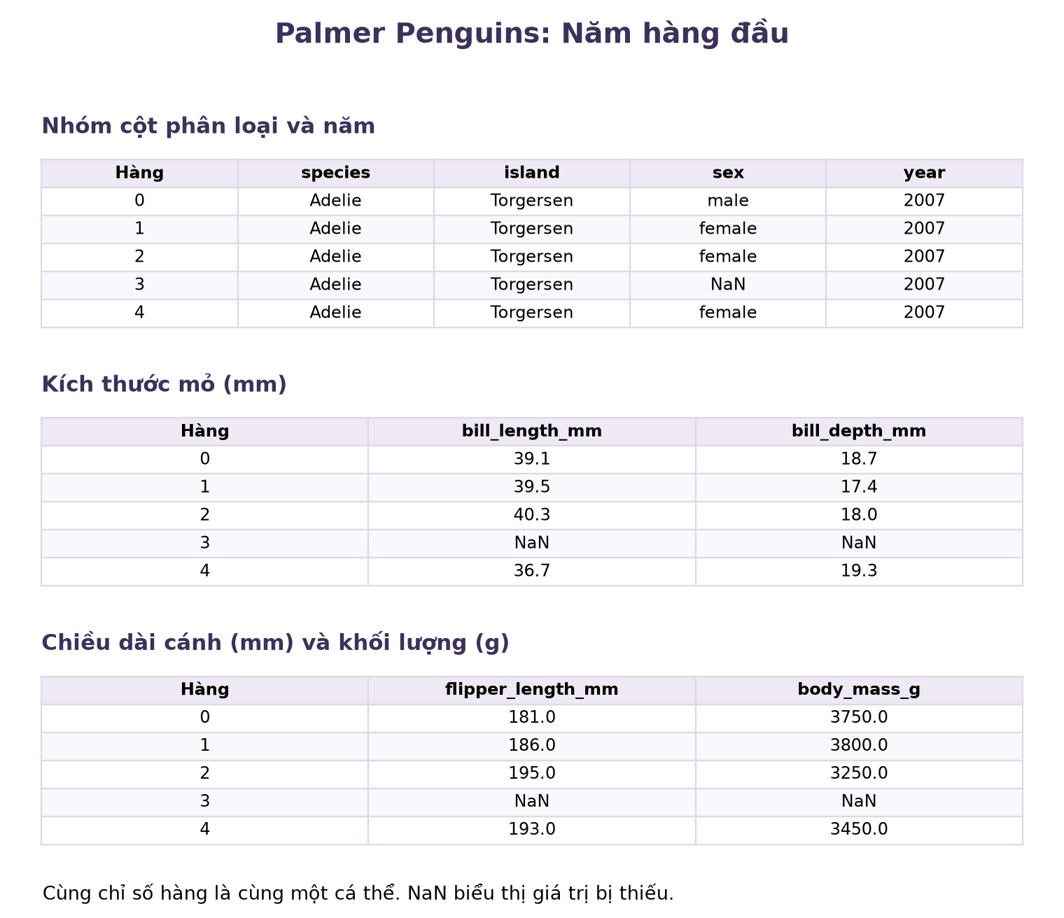 Hình 1: Năm hàng đầu của Palmer Penguins, gồm các cột phân loại, năm, kích thước mỏ, chiều dài cánh và khối lượng. NaN đánh dấu giá trị bị thiếu.