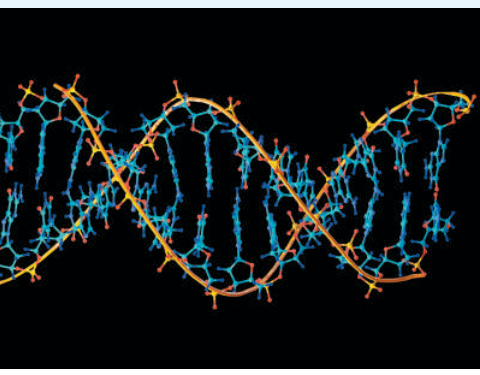 Ứng dụng: Hai mạch DNA tạo hình xoắn giống một khóa kéo. Liên kết cộng hóa trị giữ các nguyên tử trong từng mạch, còn các liên kết hydro yếu hơn nối những nhóm nucleotide đối diện. Nhờ vậy, bộ máy sinh hóa có thể tách hai mạch để đọc hoặc sao chép thông tin.