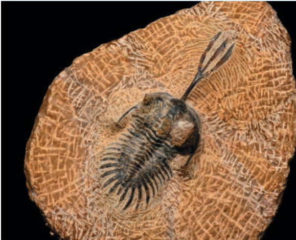Ứng dụng sinh học: Hóa thạch bọ ba thùy (trilobite), nhóm động vật chân khớp biển từng phát triển rực rỡ từ 540 đến 250 triệu năm trước. Dù vô cùng cổ xưa so với lịch sử nhân loại, so với tuổi 13,8 tỷ năm của vũ trụ, bọ ba thùy chỉ mới xuất hiện khi vũ trụ đã trải qua 96% thời gian tiến hóa.