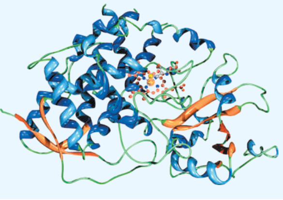 Ứng dụng sinh học: Cấu trúc một phân tử enzyme. Sự xuyên hầm của electron giữa các vùng của những phân tử như vậy góp phần thực hiện các chức năng sinh học.